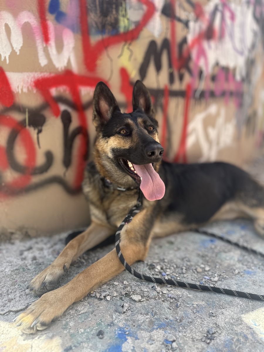 Female German Shepherd - Service Animal Prospect