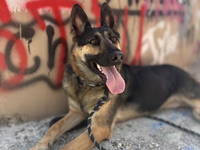Female German Shepherd - Service Animal Prospect