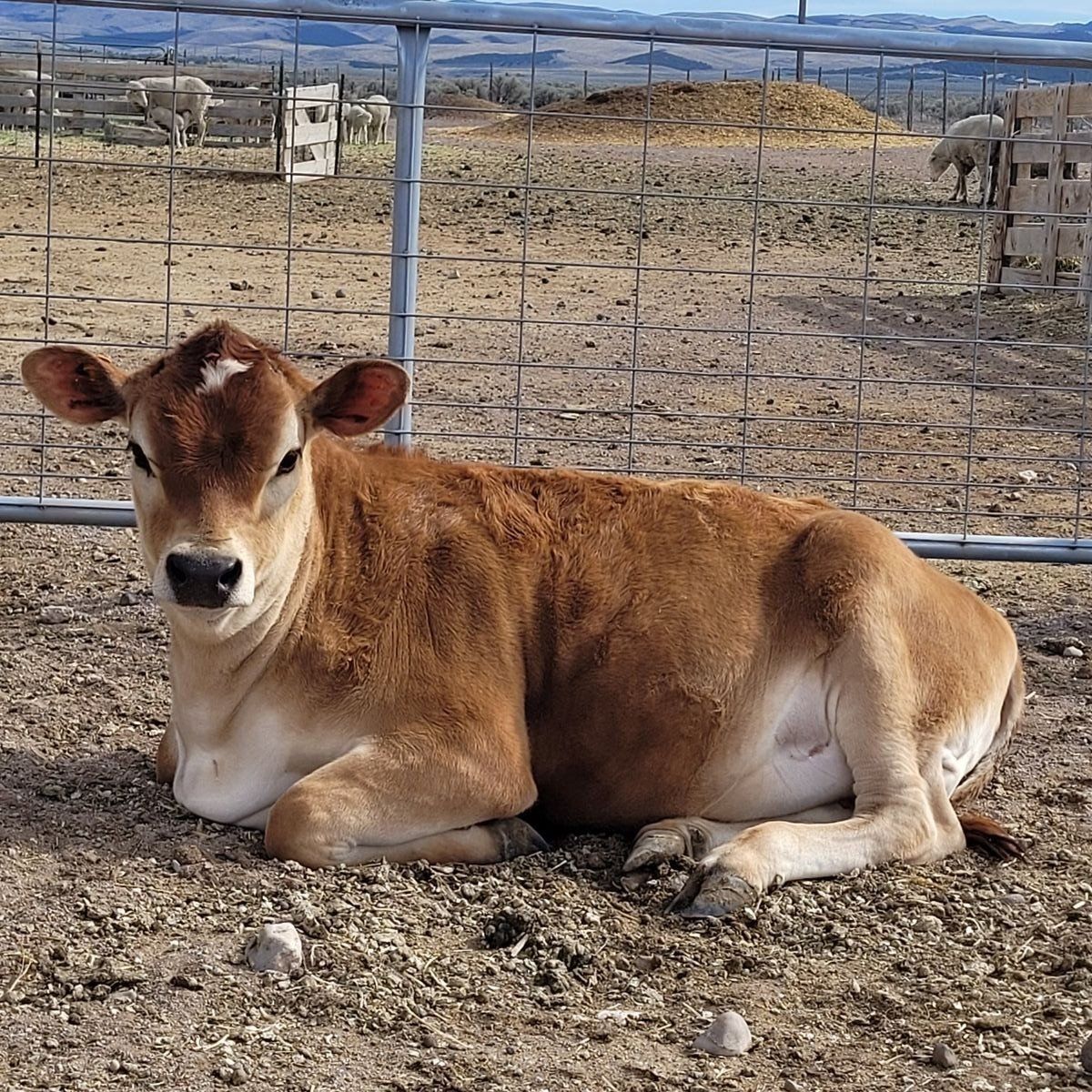 Registered Jersey Heifer