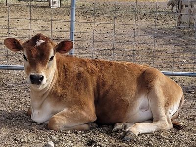 Registered Jersey Heifer