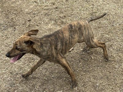 Catahoula Cur Cowdog Puppies