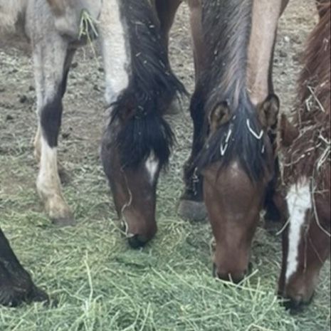 3 yearling fillies for 1,200