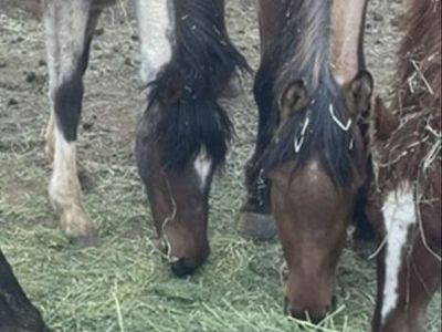 3 yearling fillies for 1,200
