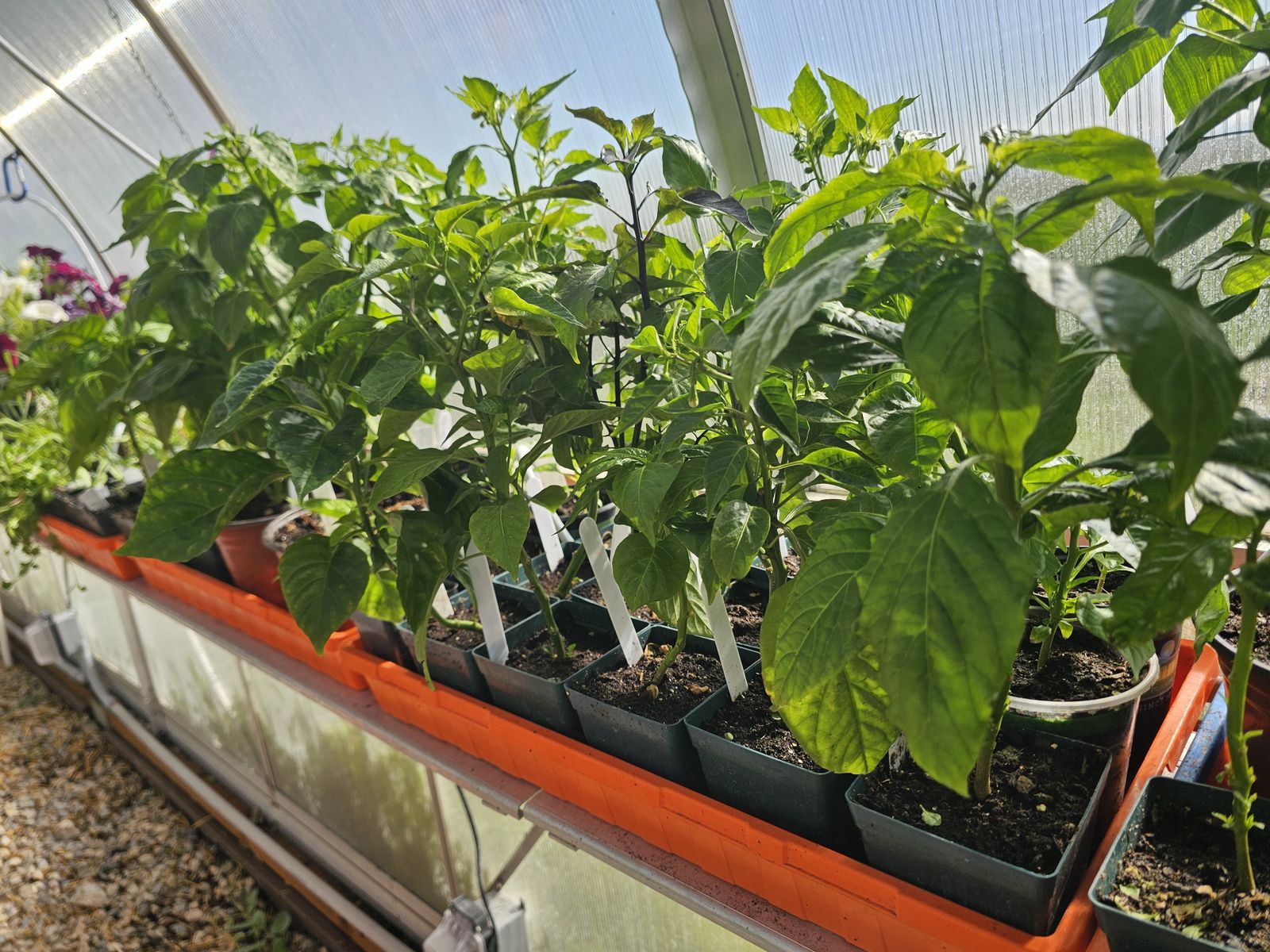 Peppers, a variety of mild peppers! $2.00