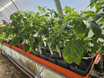 Peppers, a variety of mild peppers! $2.00