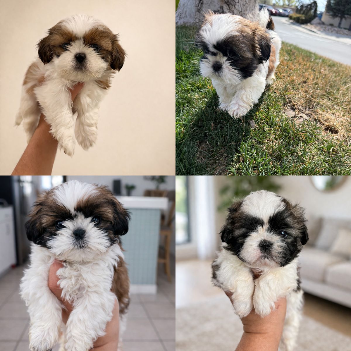 Purebred Shih Tzu Puppies | Mini Toy | Hypoallergenic Non Shedding