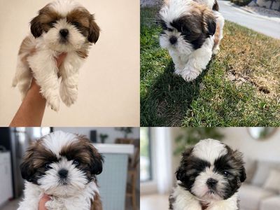 Purebred Shih Tzu Puppies | Mini Toy | Hypoallergenic Non Shedding