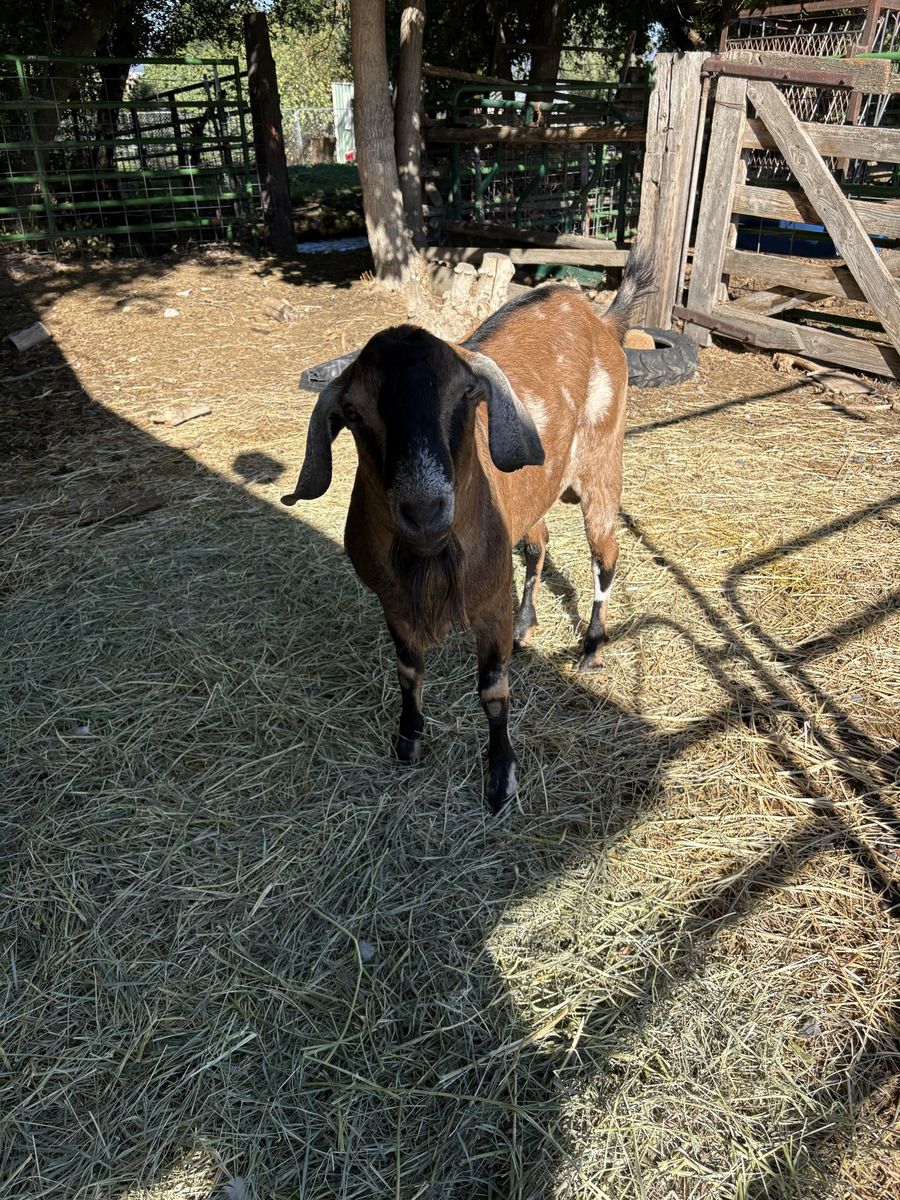 2 yr old Nubian Billy Goat