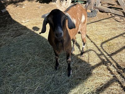 2 yr old Nubian Billy Goat