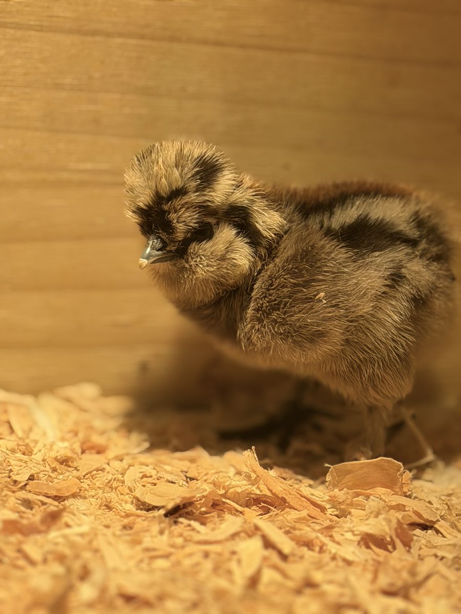 Bearded silkie chicks   hatched on Easter