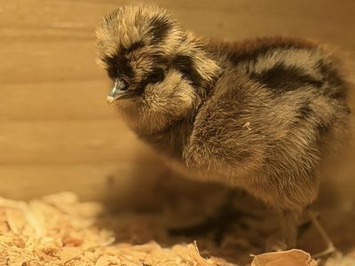Bearded silkie chicks hatched on Easter