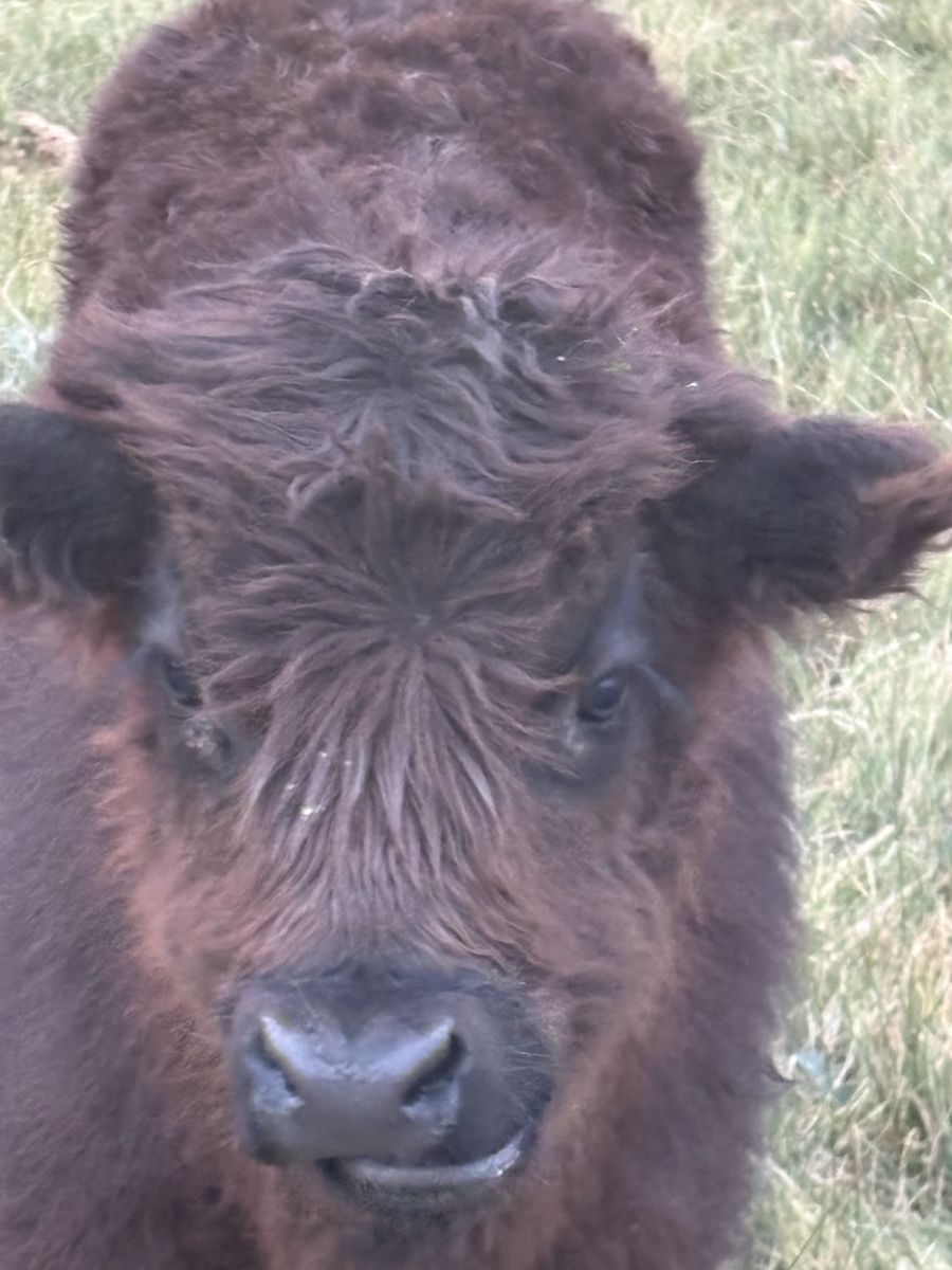 Scottish Highland Bull calf