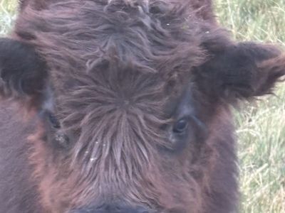 Scottish Highland Bull calf