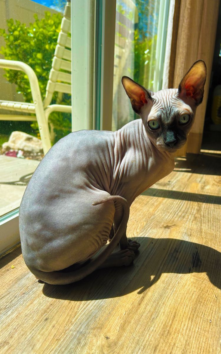 Sphynx