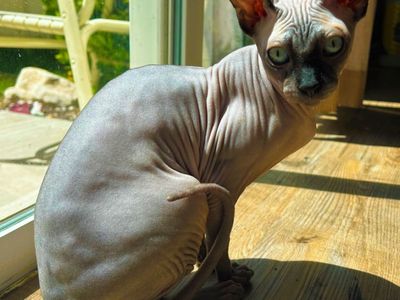 Sphynx