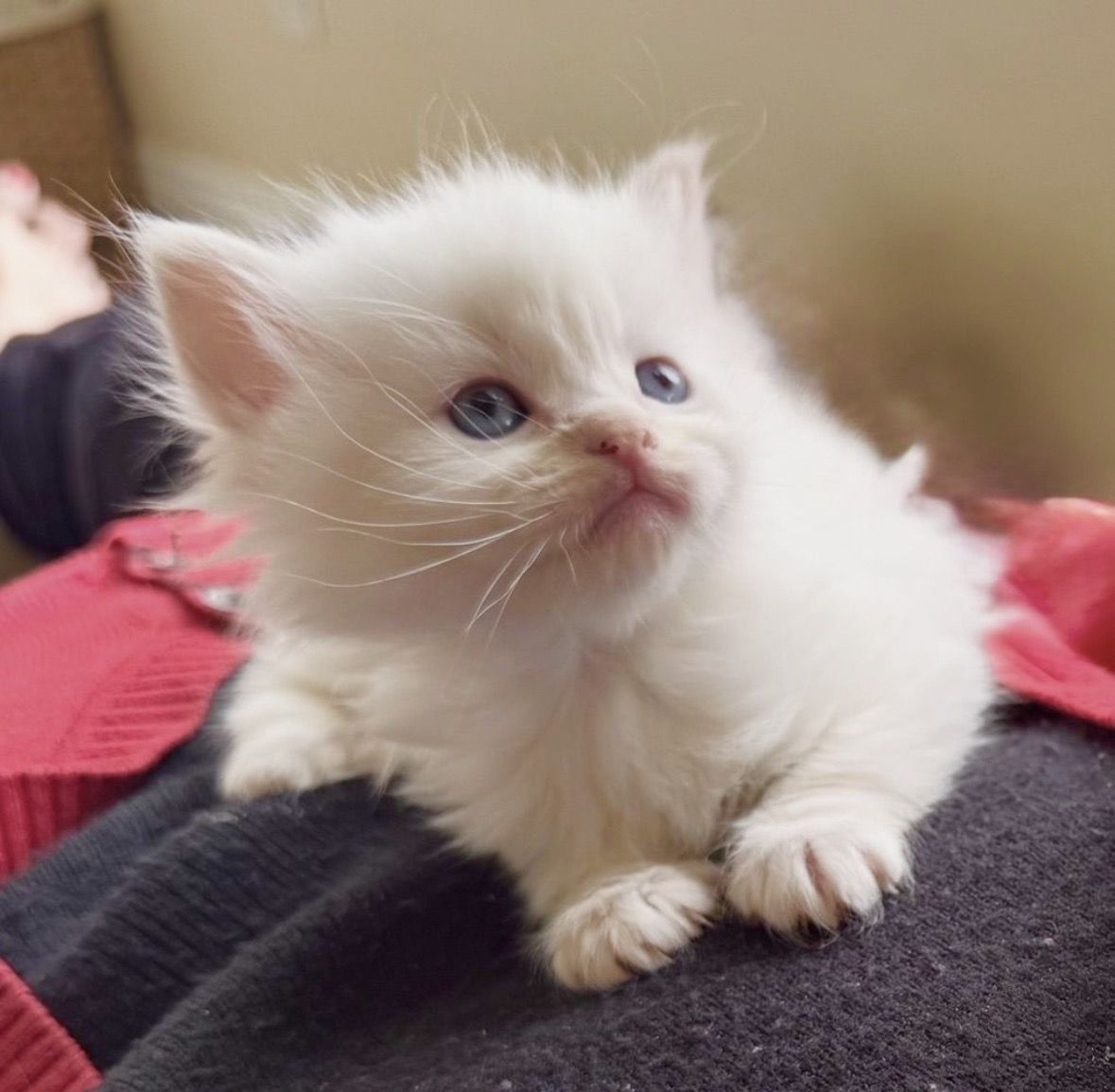 SWEET TINY RAGDOLL kittens--SUPER AFFECTIONATE/ STAY SMALL! Less allergenic/shed less! Loyal Puppy like--will follow everywhere!