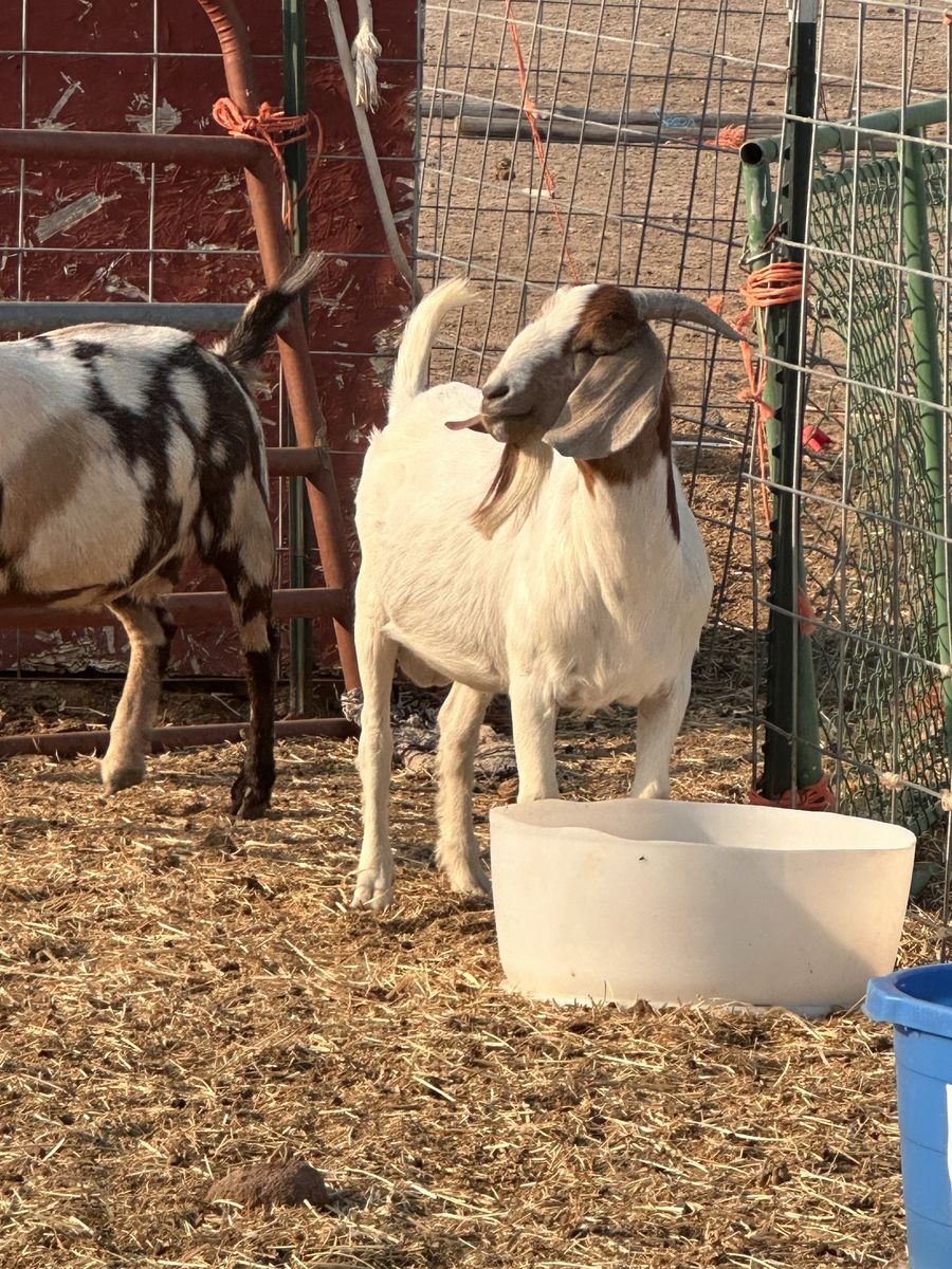 Boer Goat Bucks
