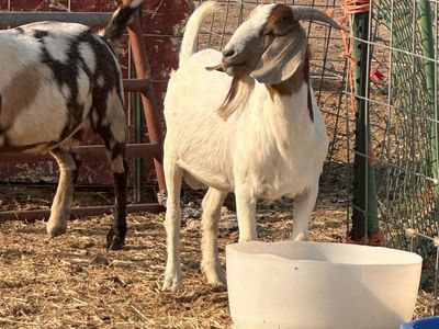Boer Goat Bucks