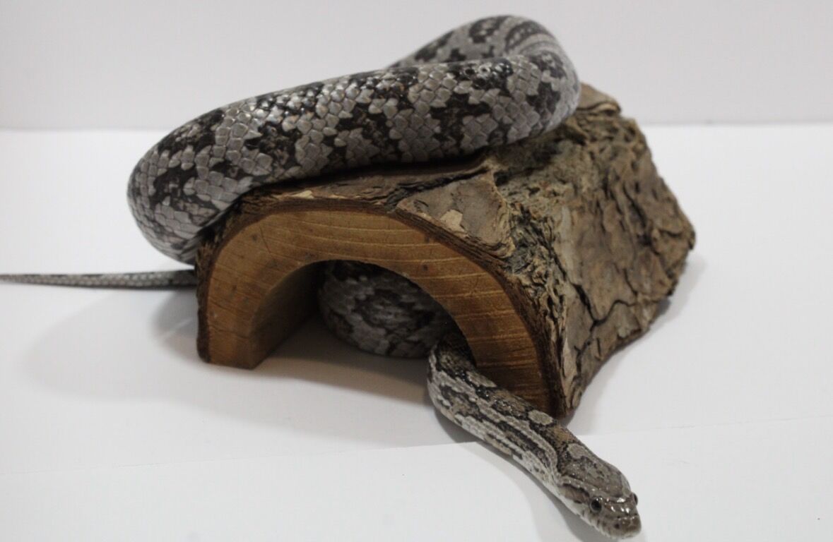 Anery Corn Snake Male Adult