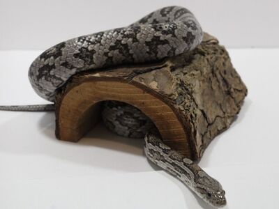 Anery Corn Snake Male Adult