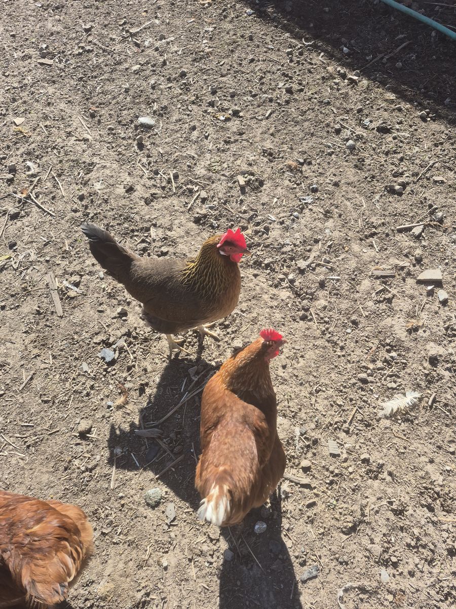 chickens