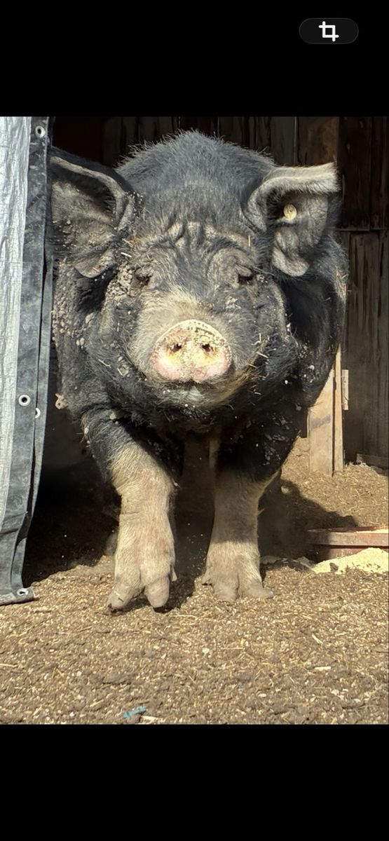 Boar Berkshire Pig for rent