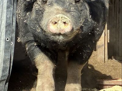 Boar Berkshire Pig for rent