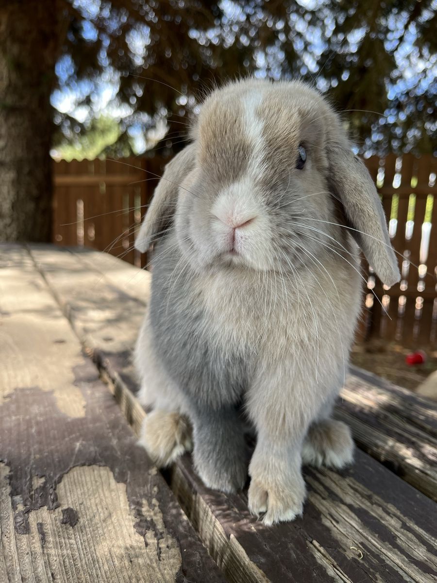 Holland lop doe