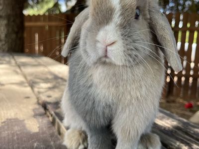 Holland lop doe