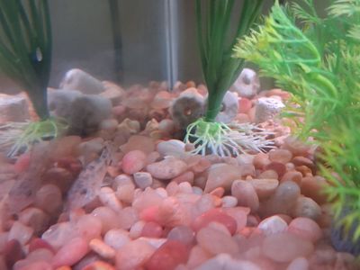 Pepper cory catfish