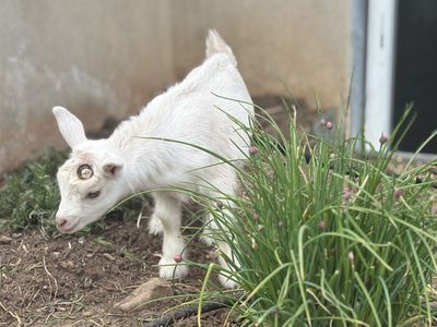 ADGA Registered Nigerian Dwarf Doe and doeling