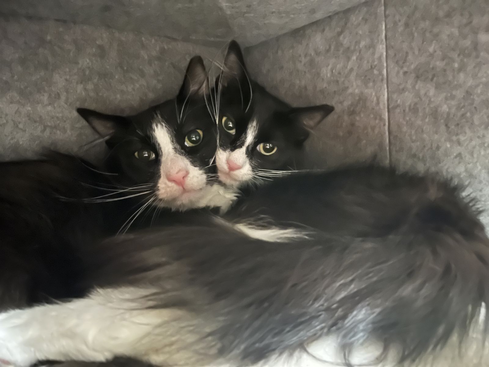 Double the Fancy-pants, Double the Love: Meet Trixie & Stewart!