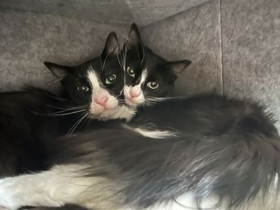 Double the Fancy-pants, Double the Love: Meet Trixie & Stewart!