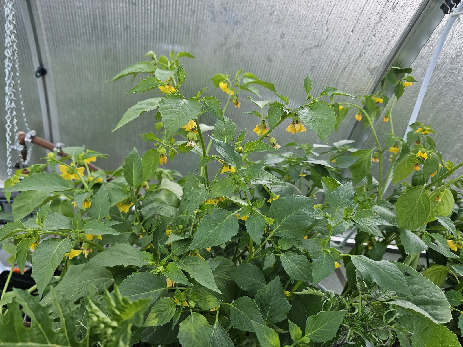Tomatillos! Purple and Rio Grande Verde, $2.00 each