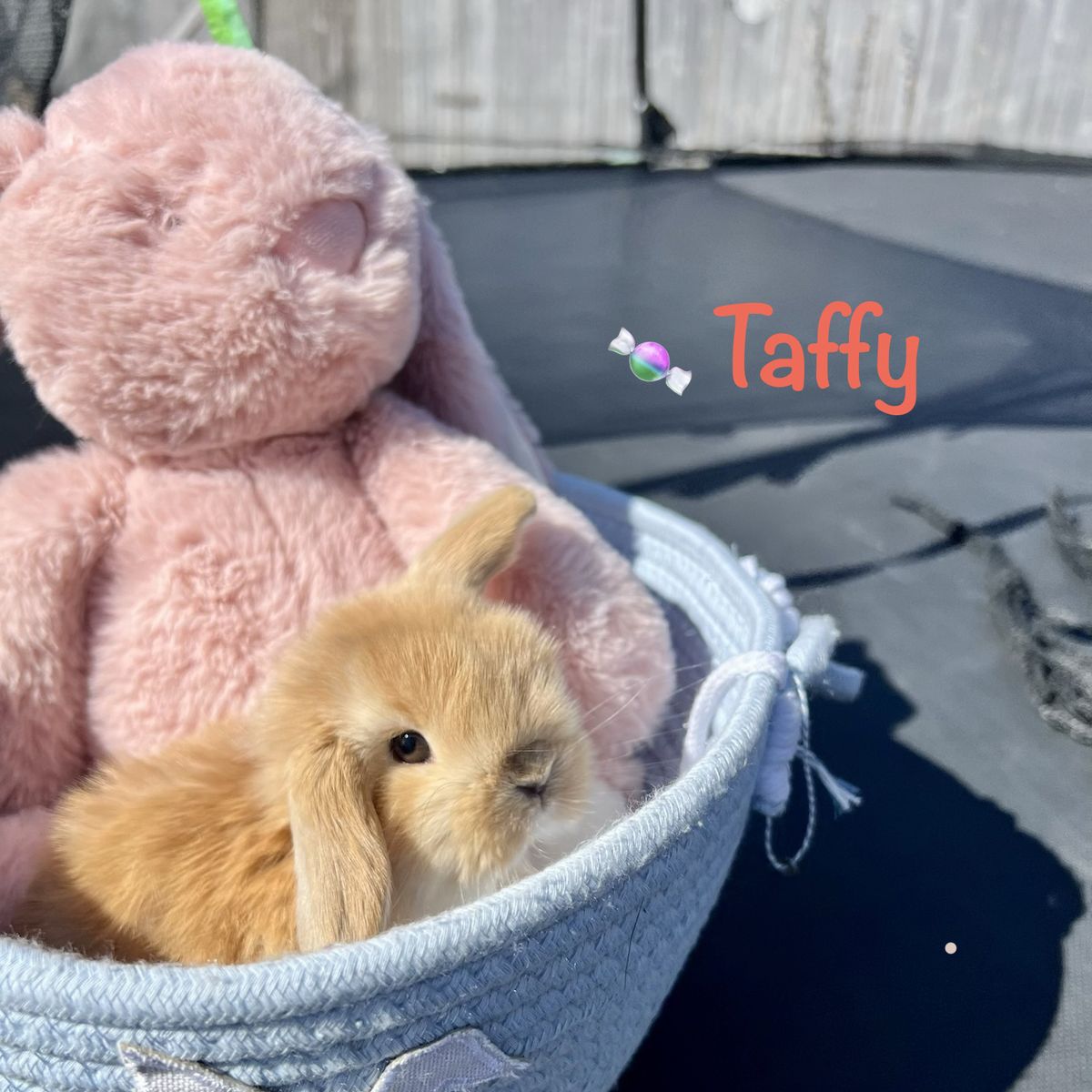 Purebred Holland Lop Doe
