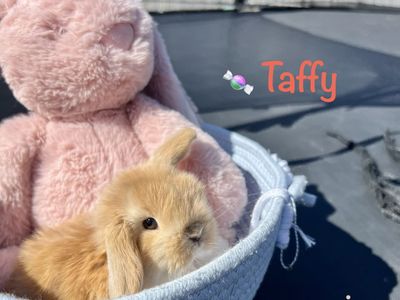 Purebred Holland Lop Doe