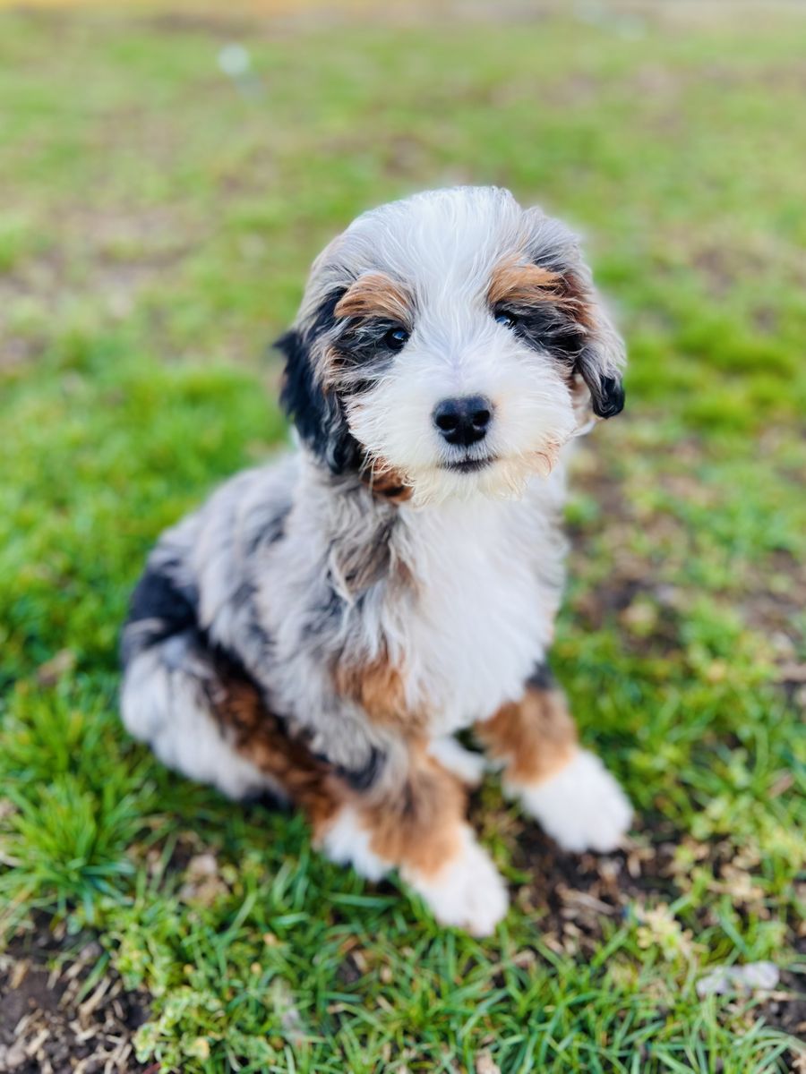 Aussiedoodle/Bernedoodle Mix Special Needs Male