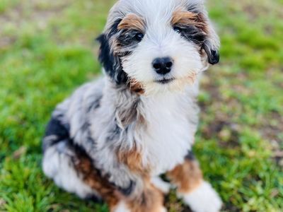 Aussiedoodle/Bernedoodle Mix Special Needs Male