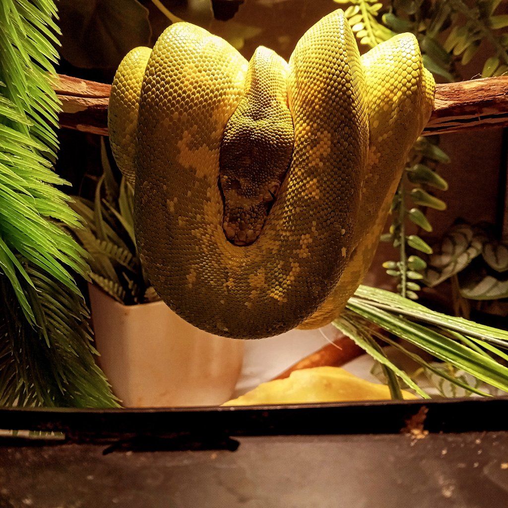 iso reptile tank