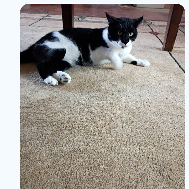 Male Cat
