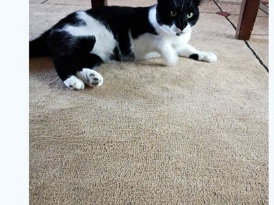 Male Cat