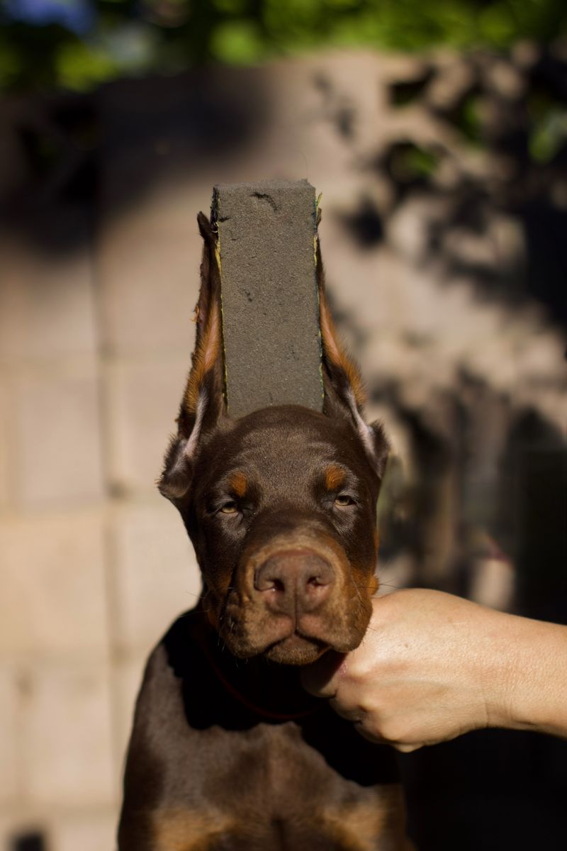 EUROPEAN DOBERMAN PUPPIES
