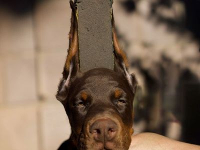 EUROPEAN DOBERMAN PUPPIES