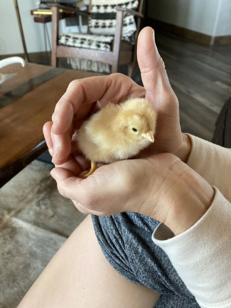 Chicks For Sale!!