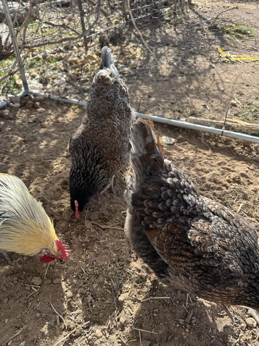 2 Blue Red Laced Barnevelder Hens