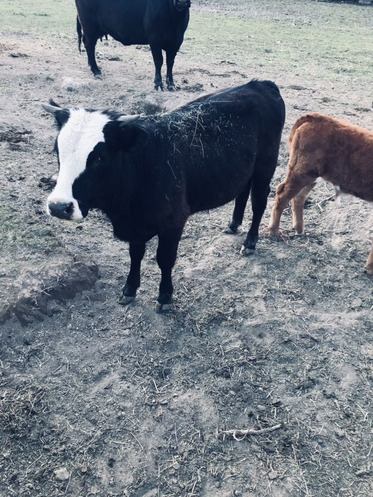 Angus/hereford Cross Bull For Sale