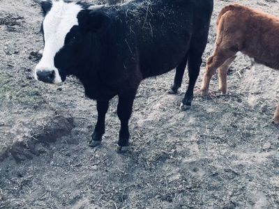 Angus/hereford Cross Bull For Sale