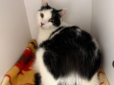 Hello my name is Merlin