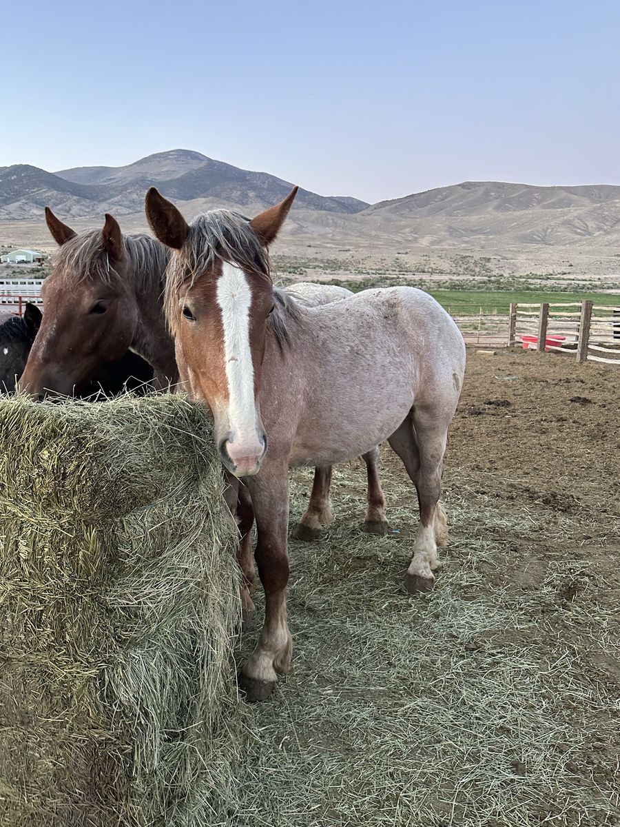 Brabant Percheron Yearling Filly