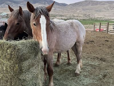Brabant Percheron Yearling Filly